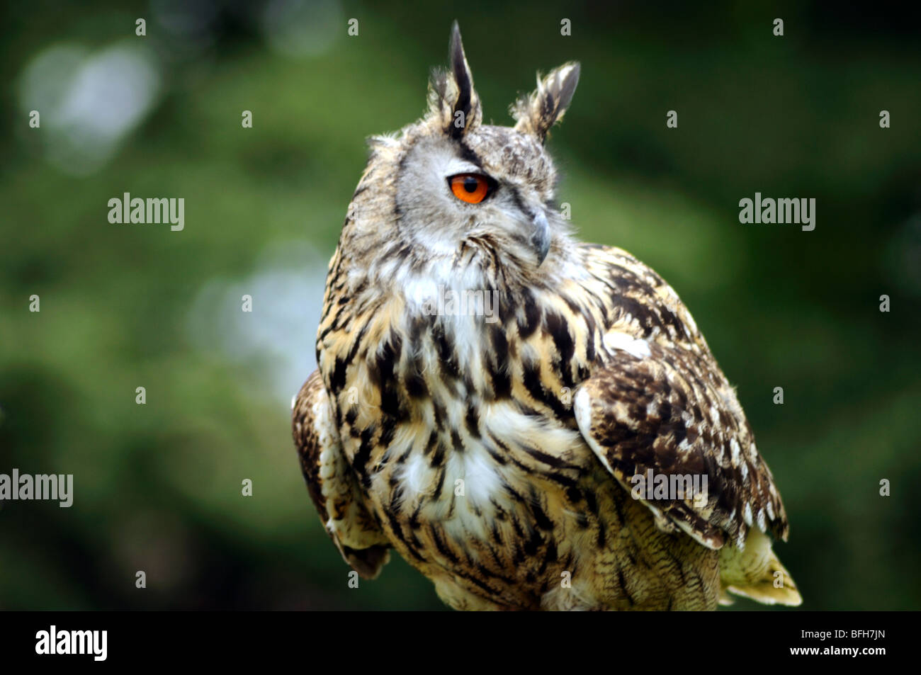 Long eared owl Stock Photo