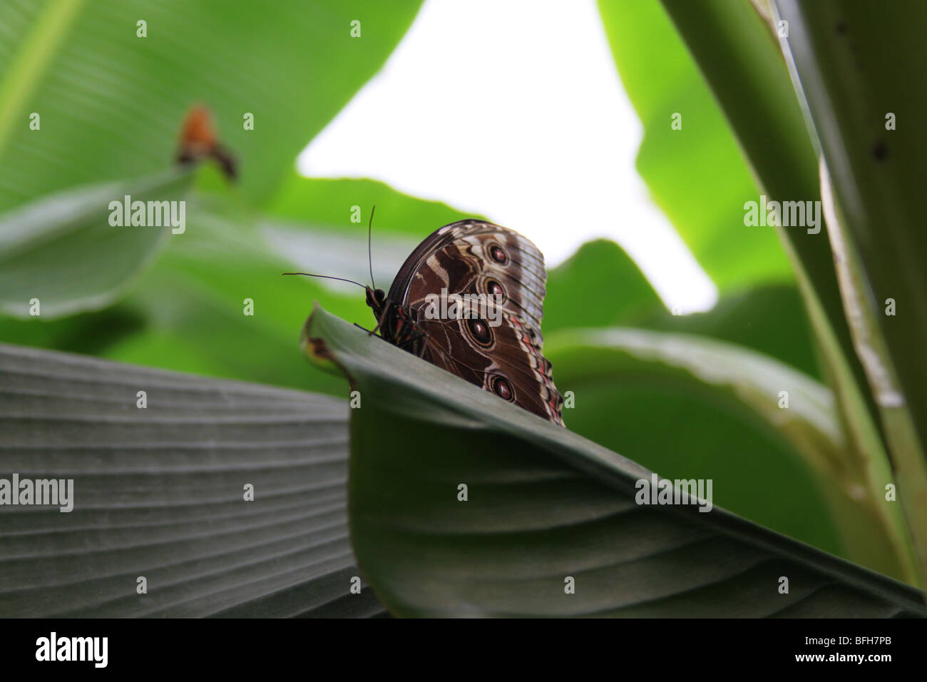 Exotic butterflies at the Natural History Museum, London Stock Photo