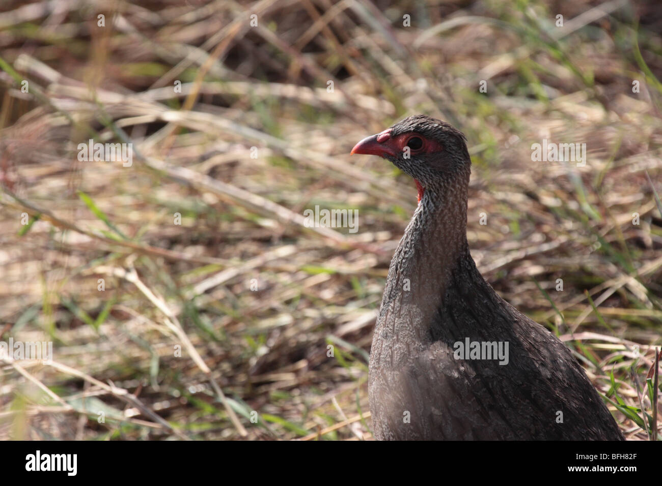 Red-necked Francolin Stock Photo