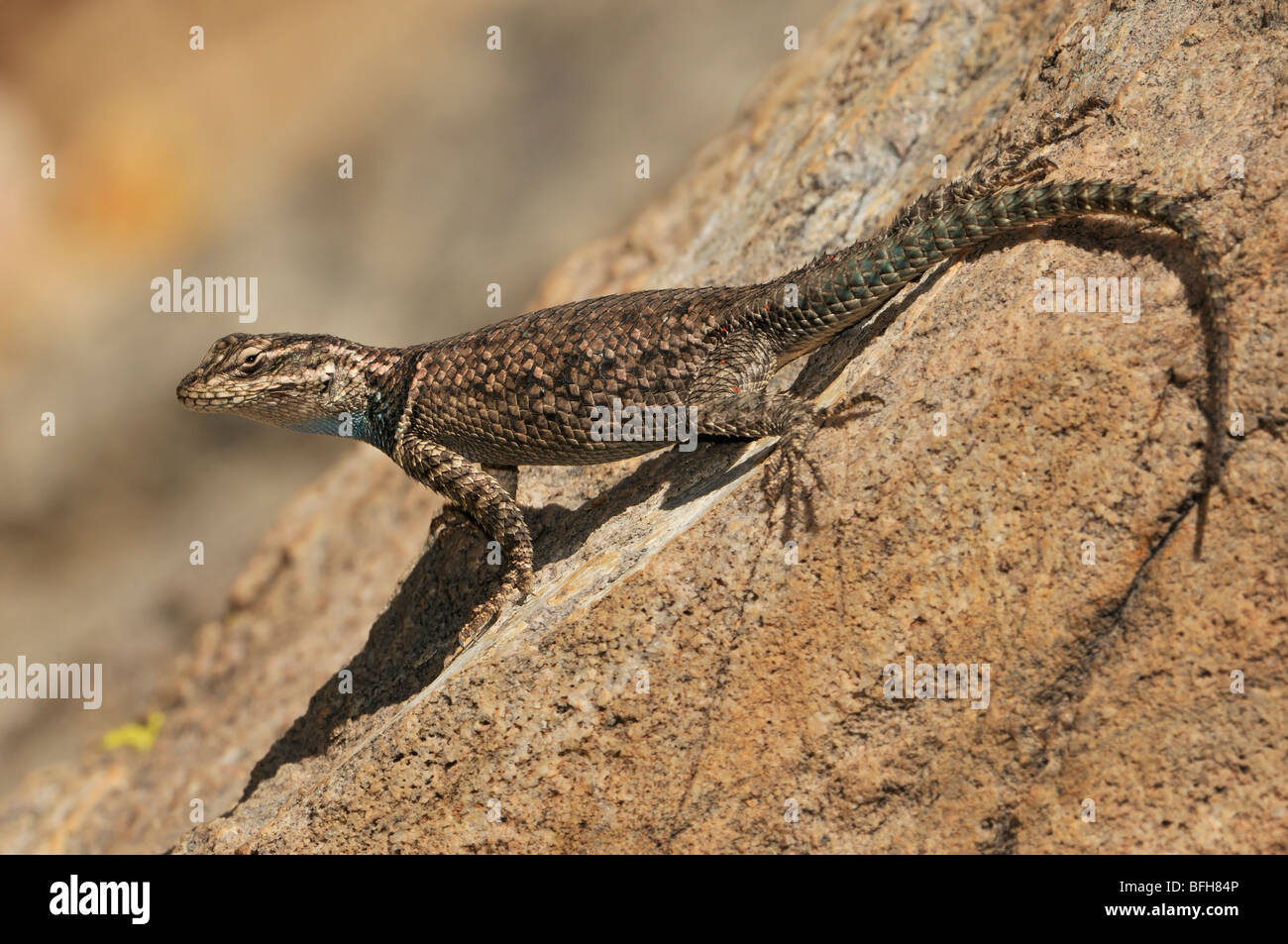 Yarow's Spiny Lizard at Ramsey Canyon, Arizona, USA Stock Photo