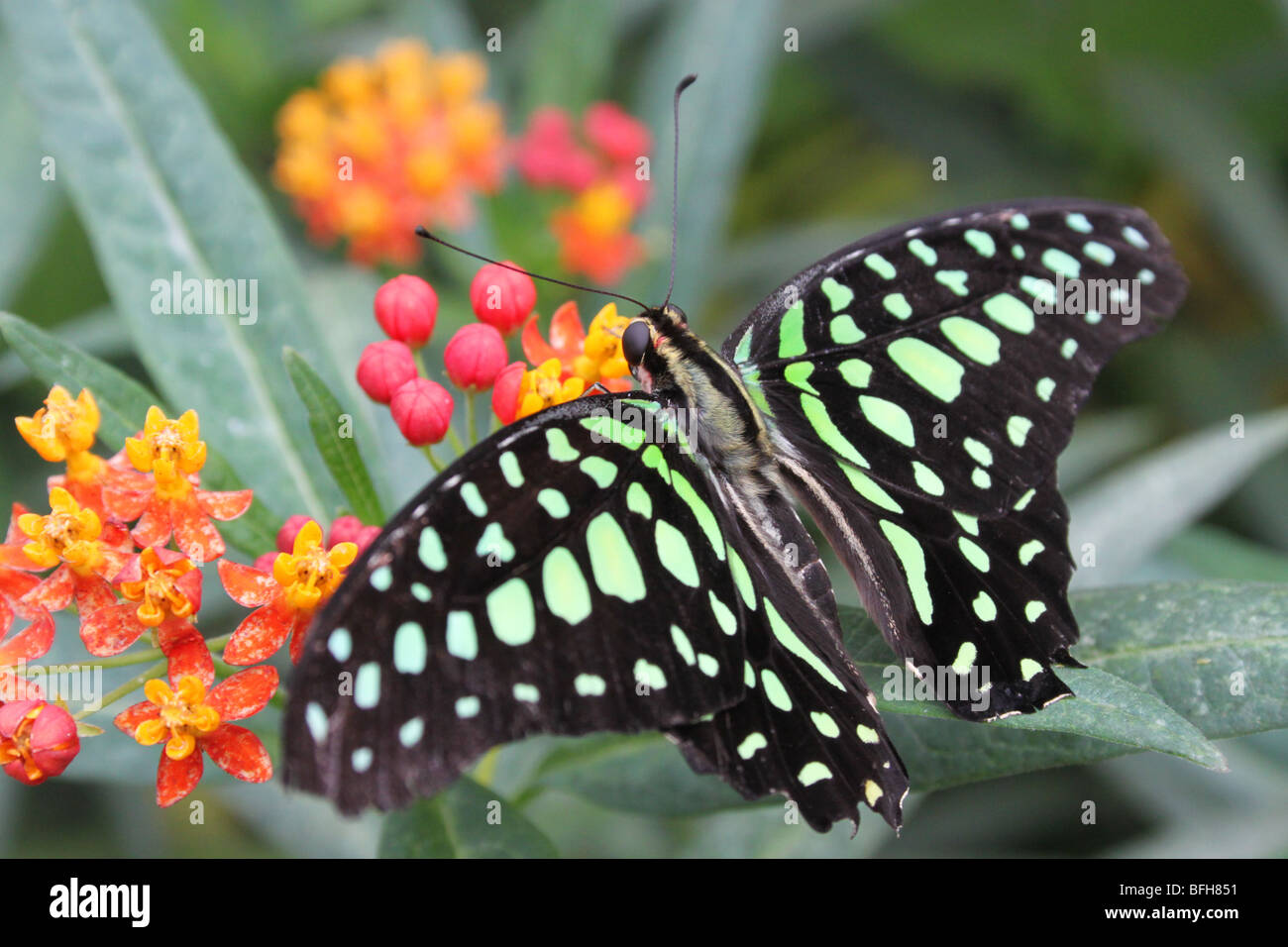 Exotic butterflies at the Natural History Museum, London Stock Photo