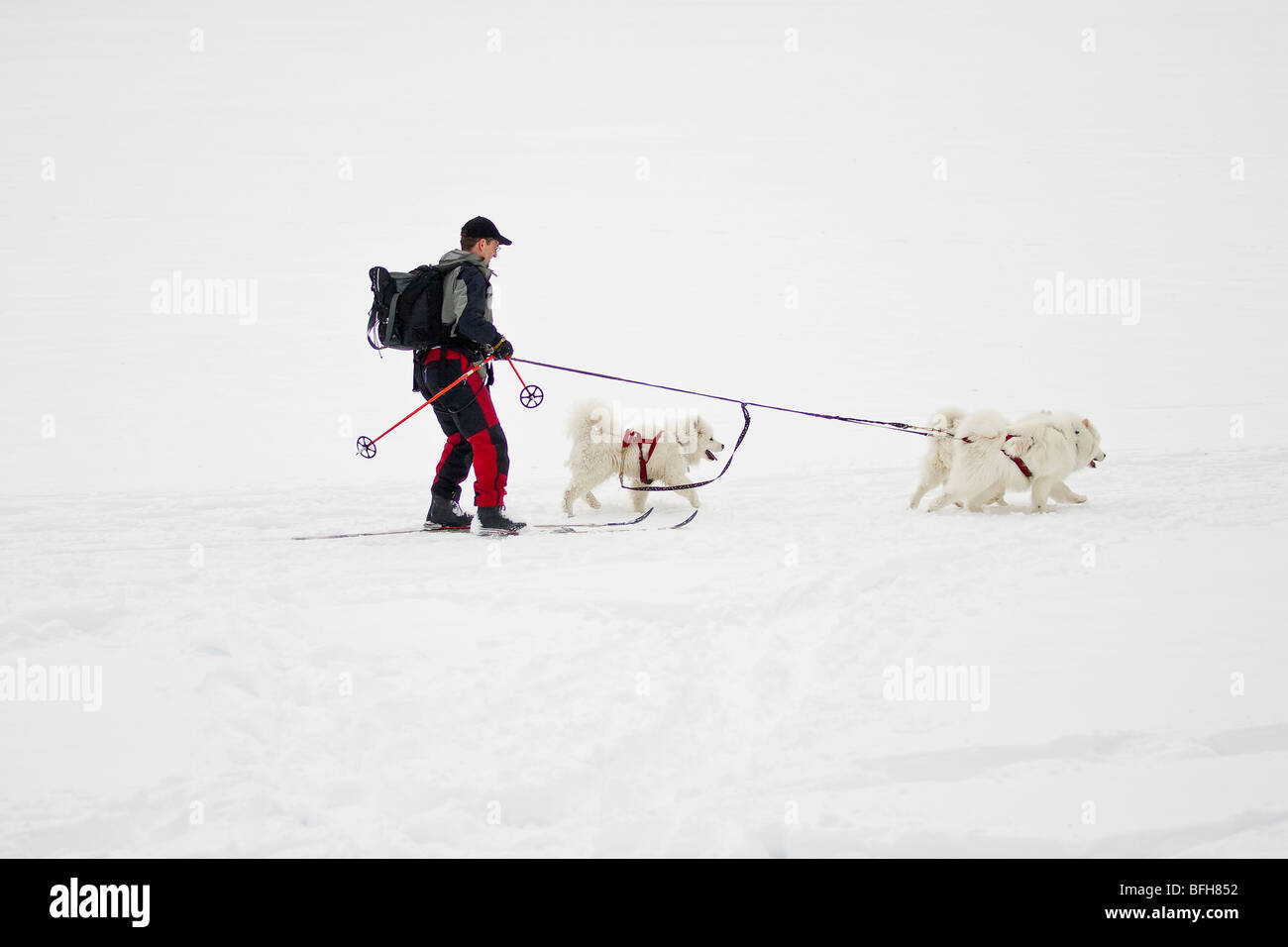 Man being pulled by sled dogs on cross country skis, Banff, Alberta