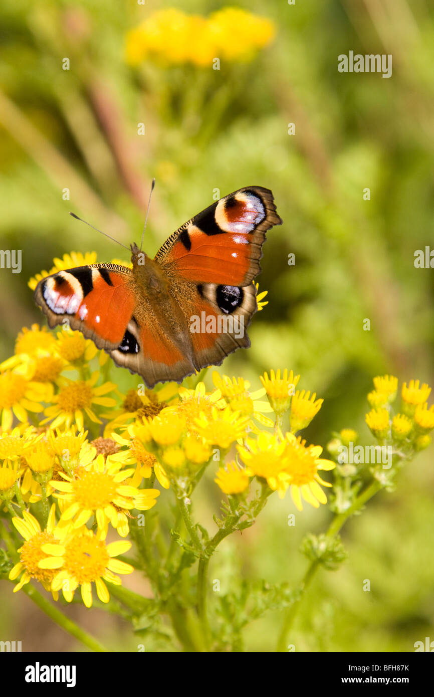 peacock Butterfly (inachis io), County Wexford, Ireland Stock Photo - Alamy