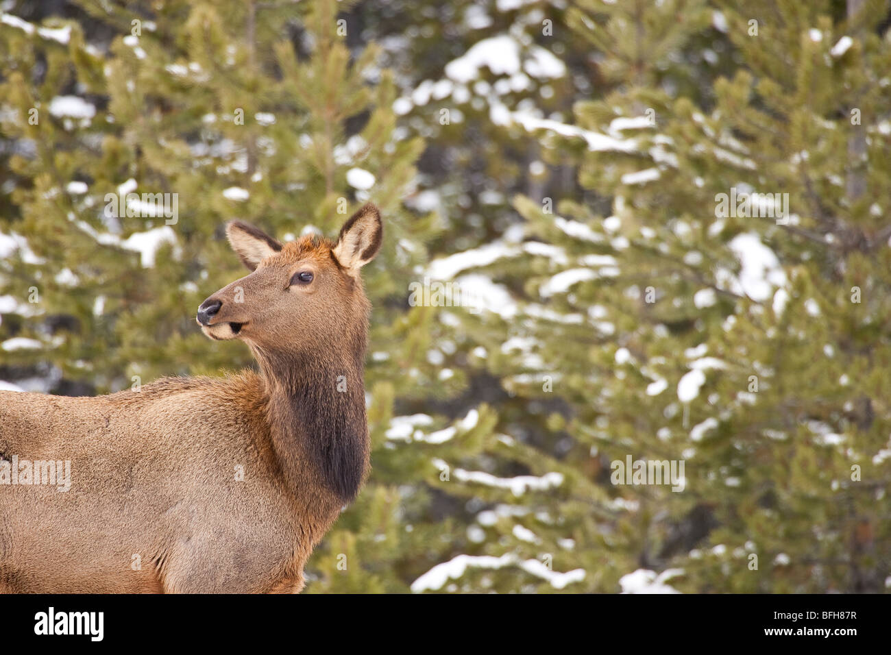 Wapiti h hi-res stock photography and images - Alamy