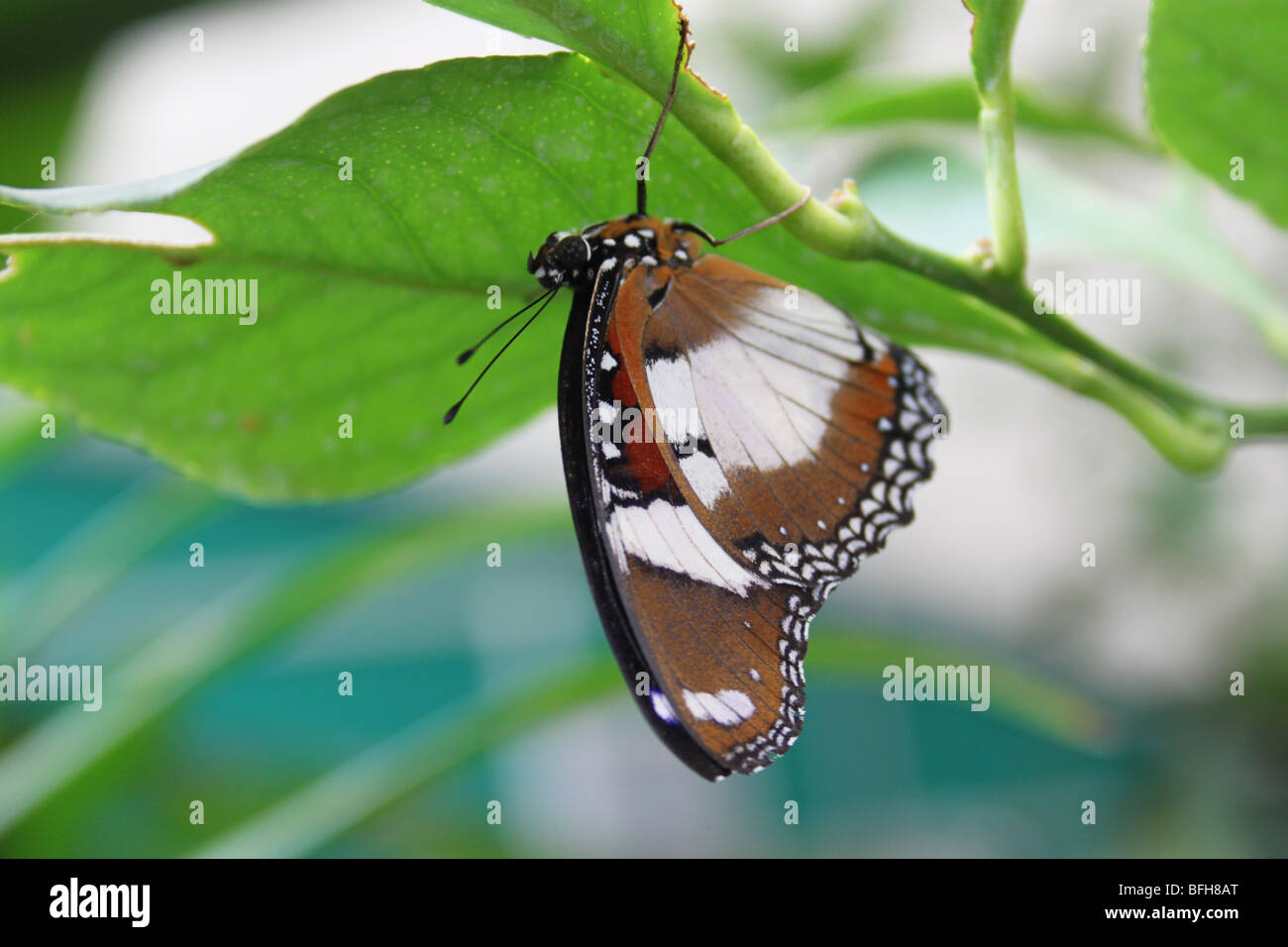 Exotic butterflies at the Natural History Museum, London Stock Photo