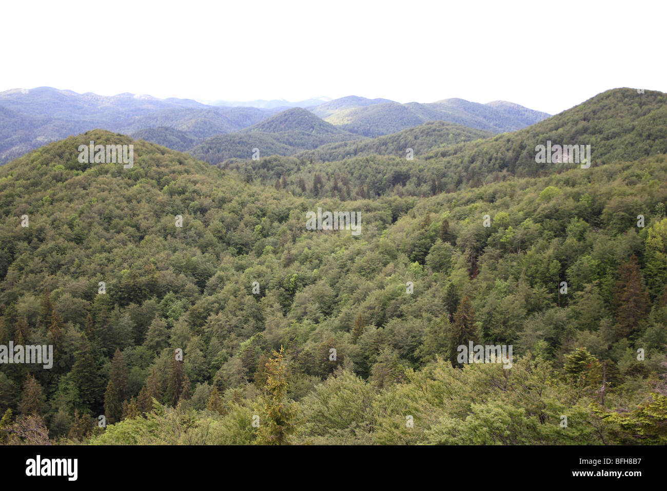 Dinaric forest in Slovenia Stock Photo