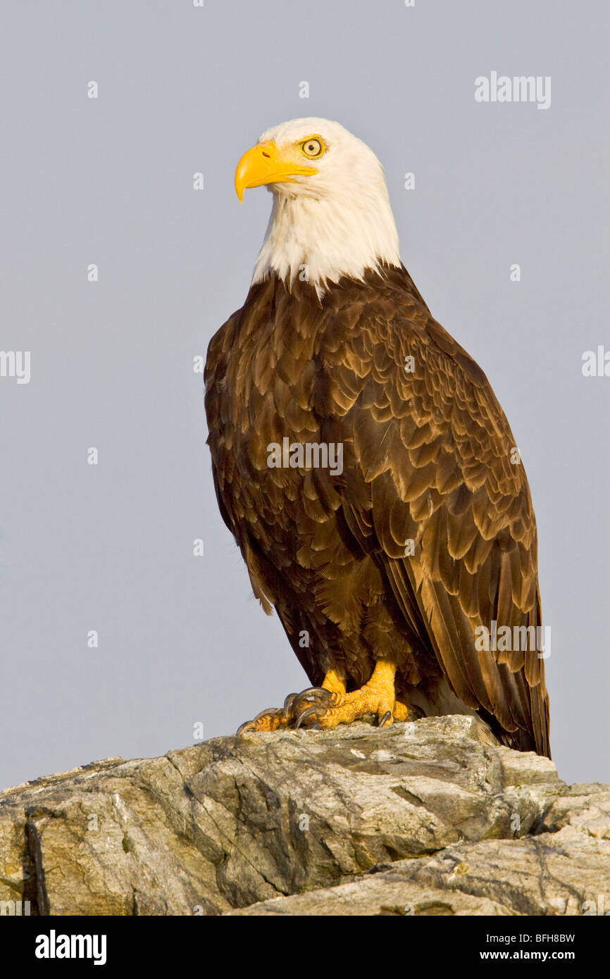 Bald Eagle (Haliaeetus leucocephalus) perched on a rock in Victoria, BC, Canada. Stock Photo