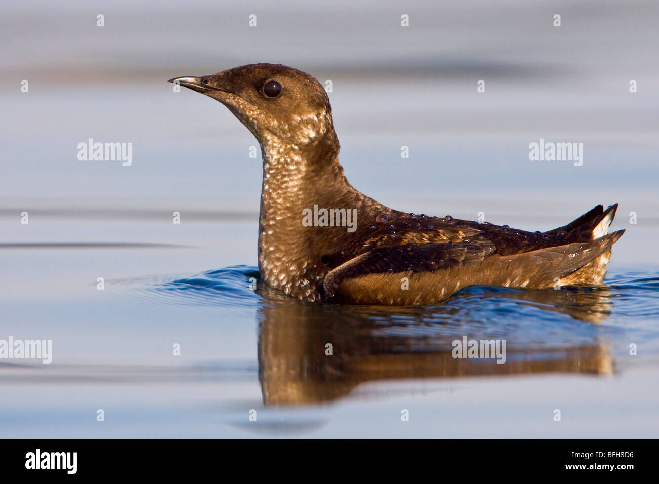 Marbled Murrelet (Brachyramphus perdix) swimming in the ocean in Victoria, BC, Canada. Stock Photo