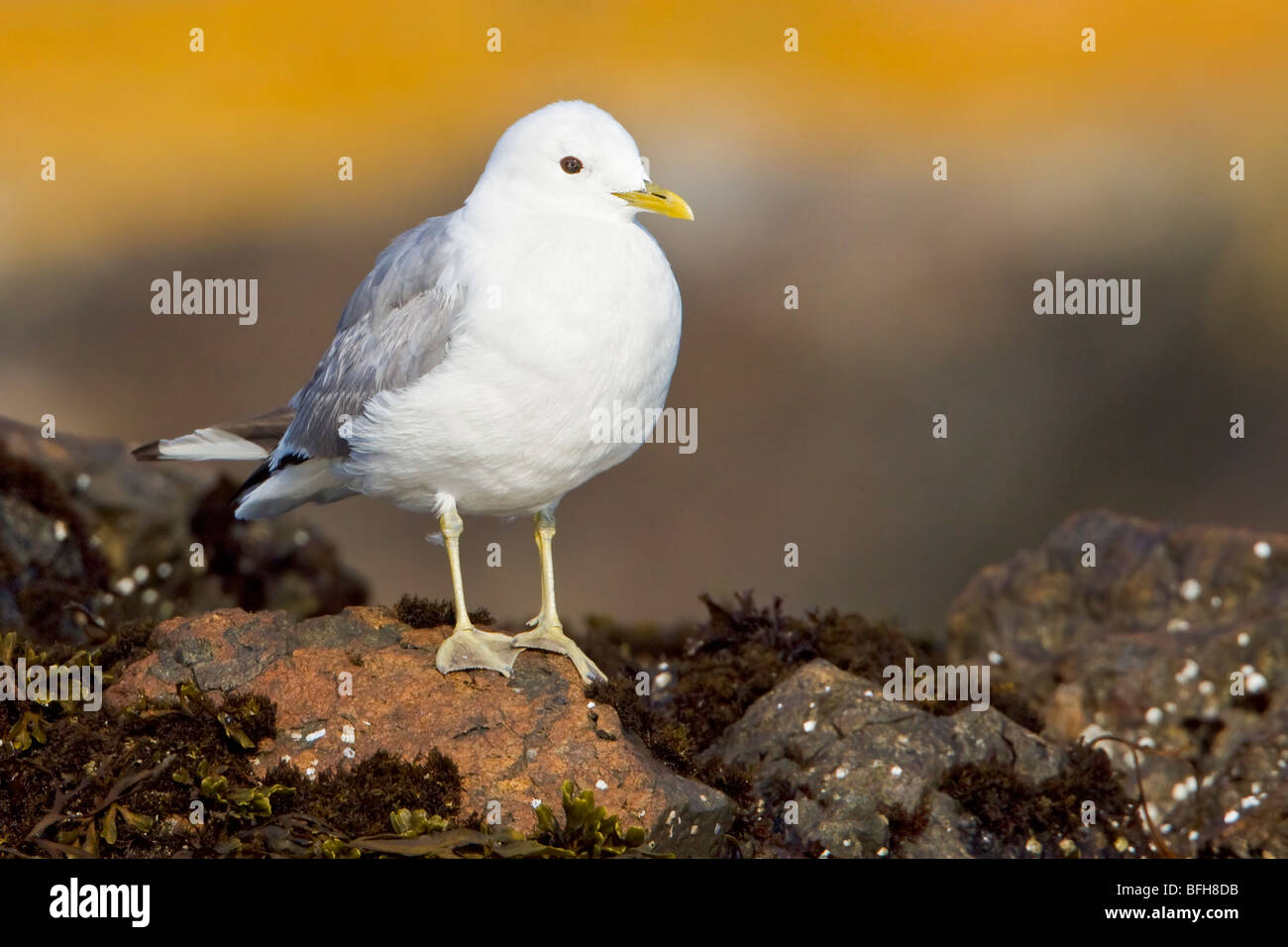 Mew Gull (Larus canus) perched on a rock in Victoria, BC, Canada. Stock Photo