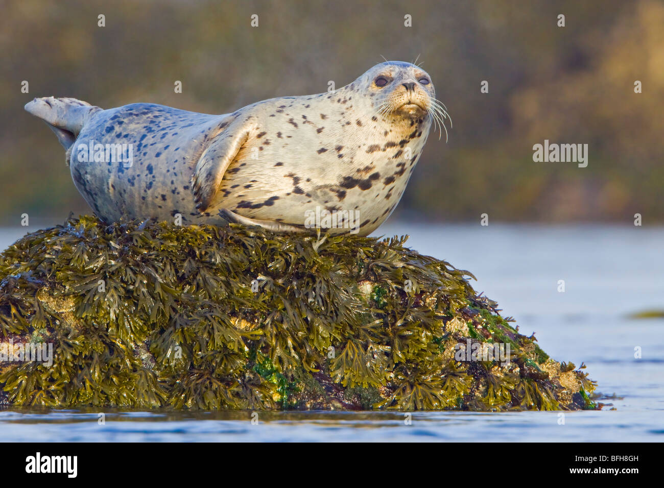 Harbour seal perched on a rock in Victoria, BC, Canada. Stock Photo