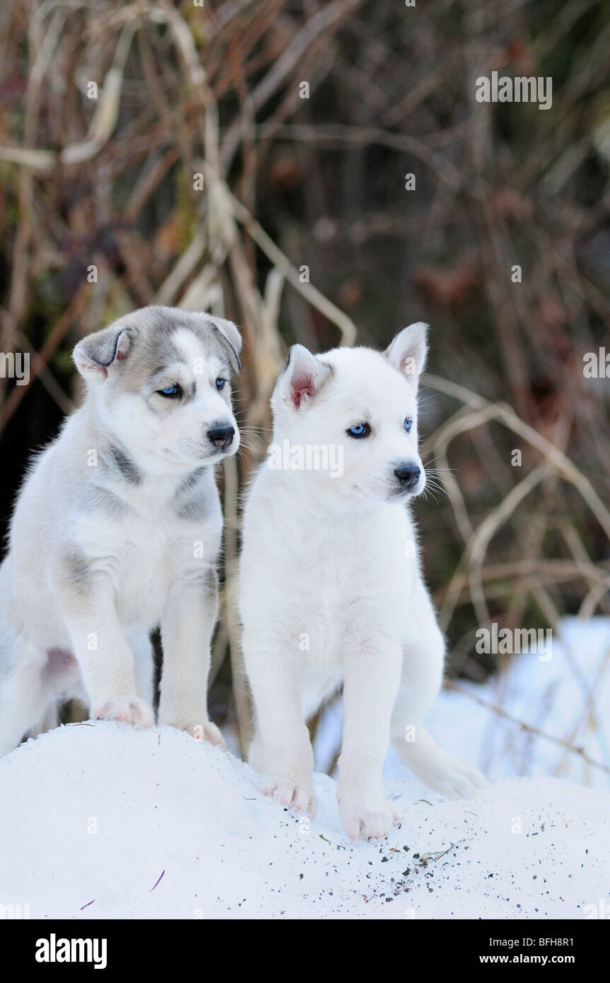 Six week old purebred Siberian Husky puppies in the snow at Bright Angel Park, Cowichan Station, BC. Stock Photo