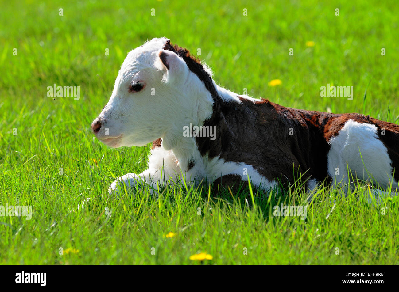 Six day old hereford calf in grassy field in Glenora, BC. Stock Photo