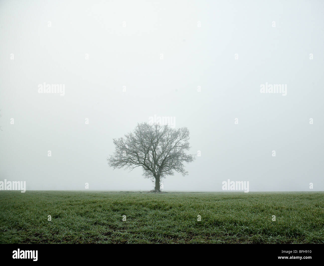 single alone tree in wide open space showing an illustration of space and a sense of being alone Stock Photo