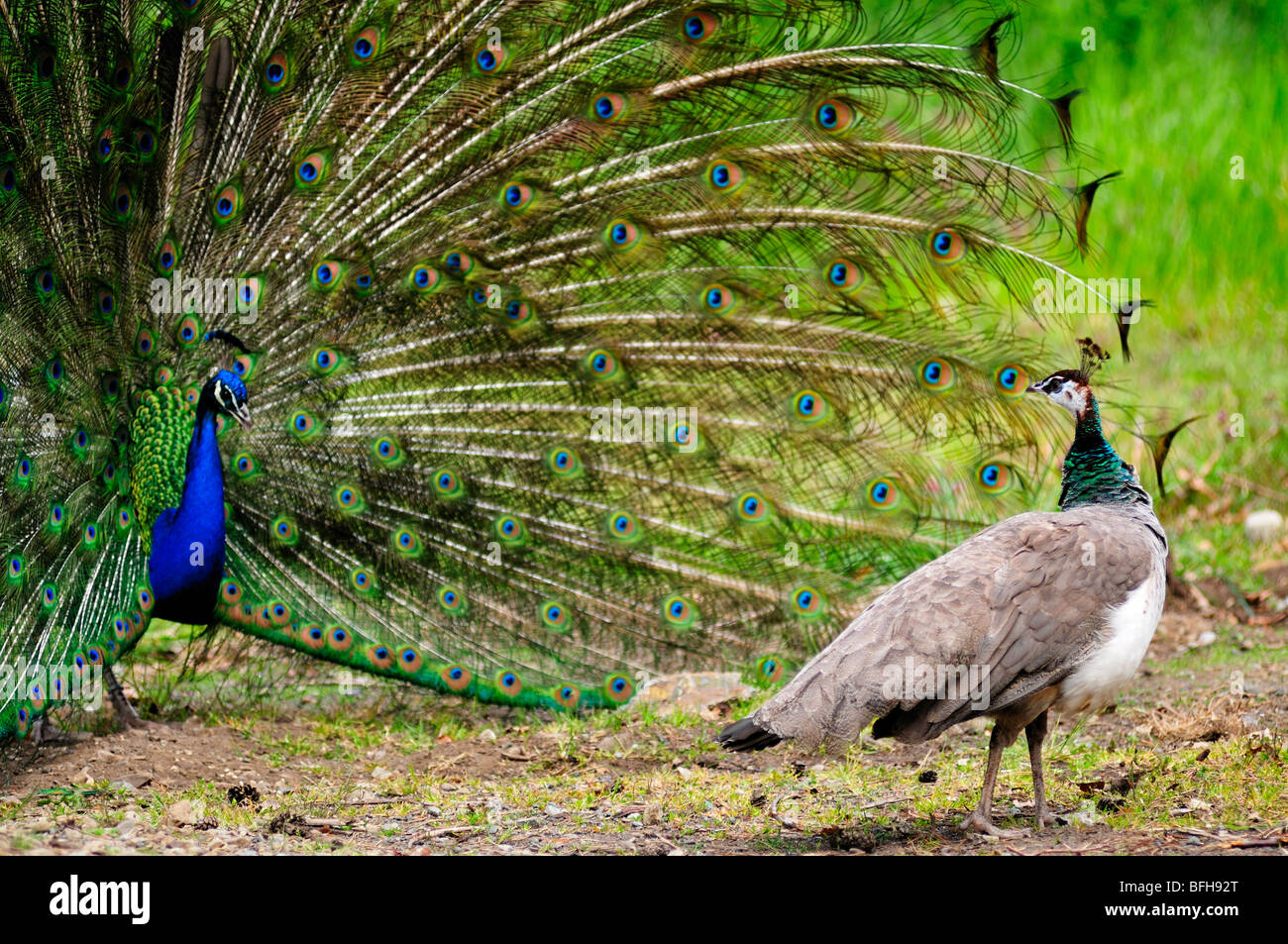 Female peacock prancing in front of male peacock with his plumage out. Stock Photo