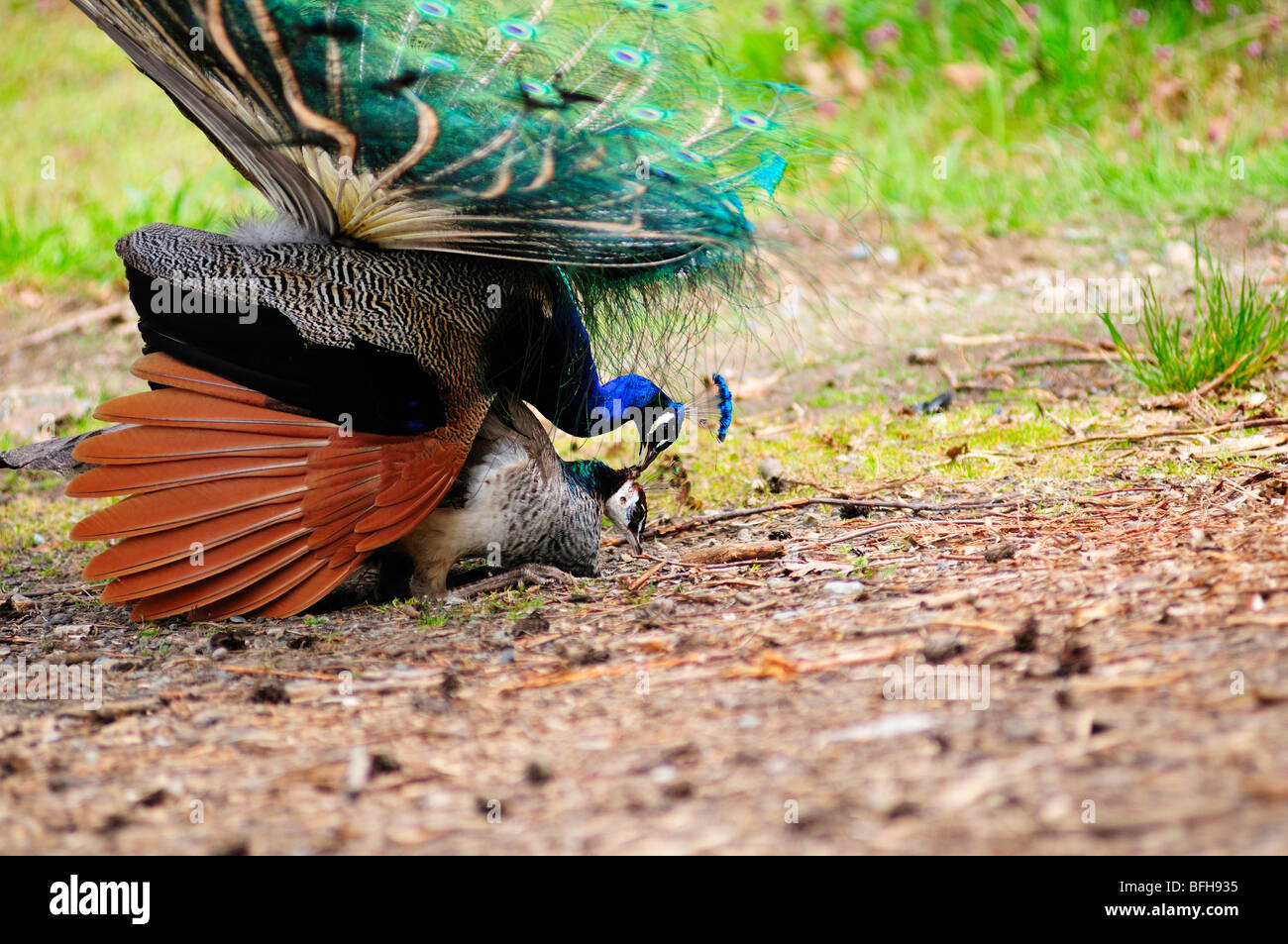 Male peacock mating with female peacock. Stock Photo