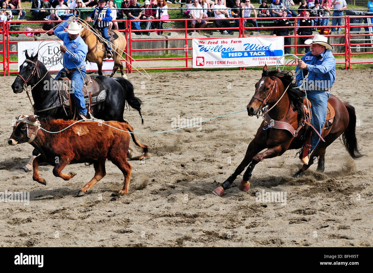Team roping hi-res stock photography and images - Alamy