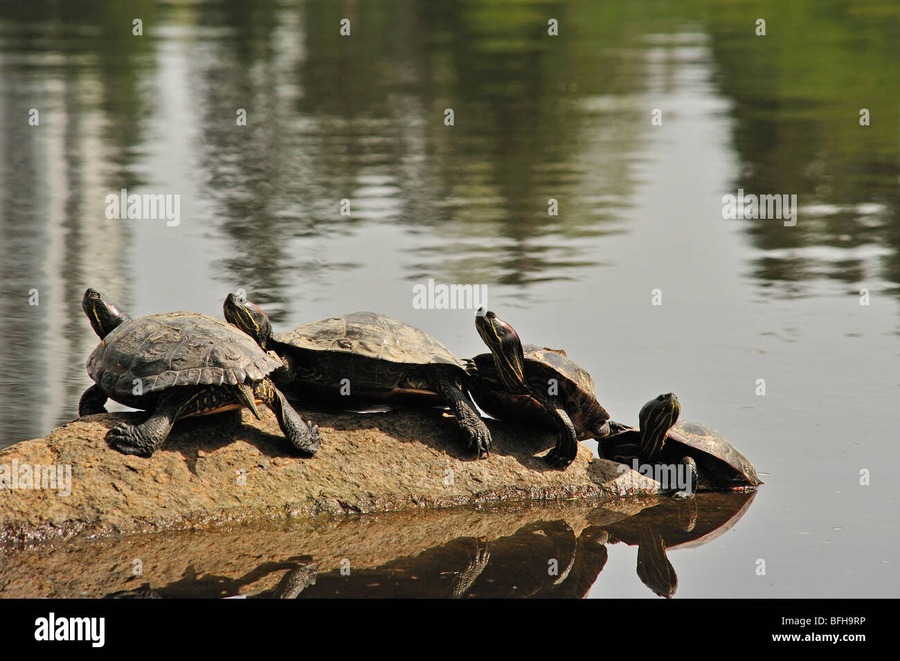 turtles sunning on rock in Lost Lagoon, Stanley Park, Vancouver, British Columbia, Canada Stock Photo