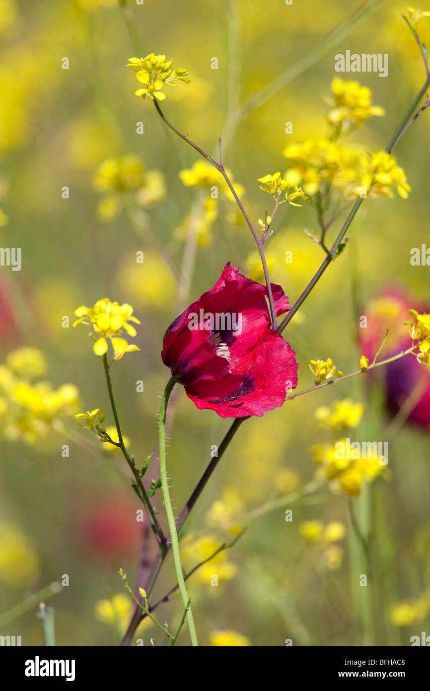 papaver rhoeas - Red Poppy amongst yellow weeds Stock Photo