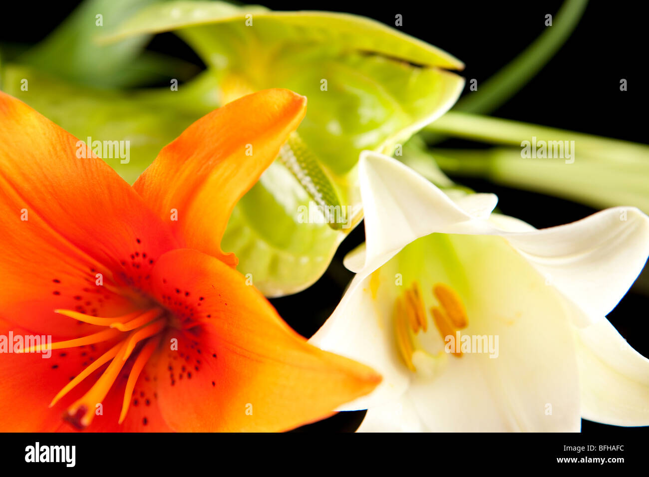 A macro shot of beautiful lillies Stock Photo