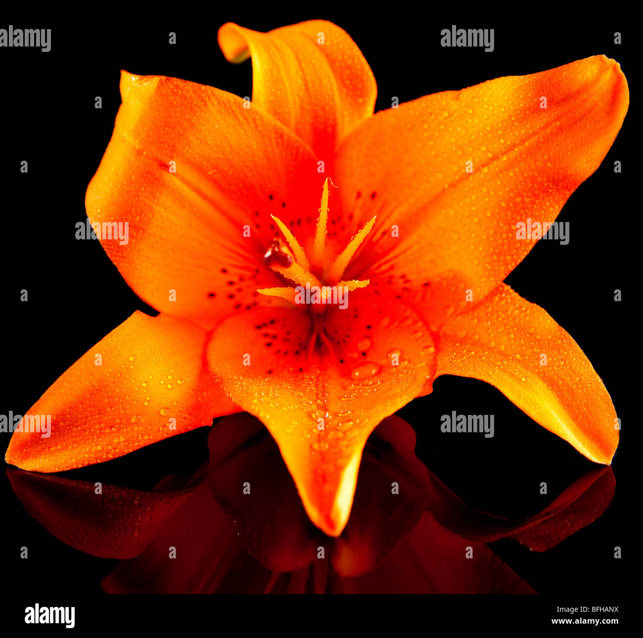 A close up of a Lilly on a black reflective back ground. Stock Photo