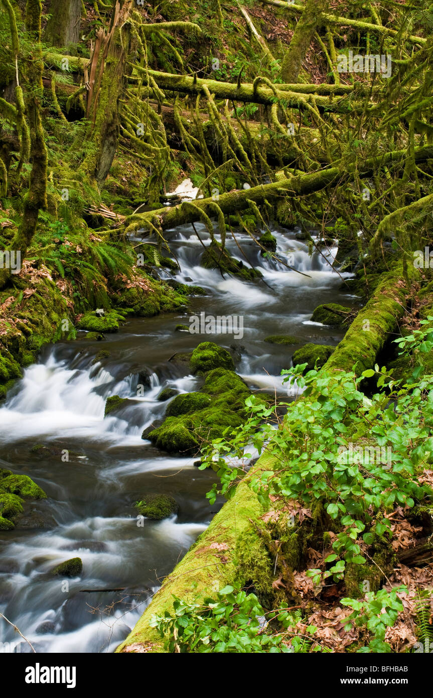 Tod Creek flows through Gowlland Tod Provincial Park near Victoria BC. Stock Photo