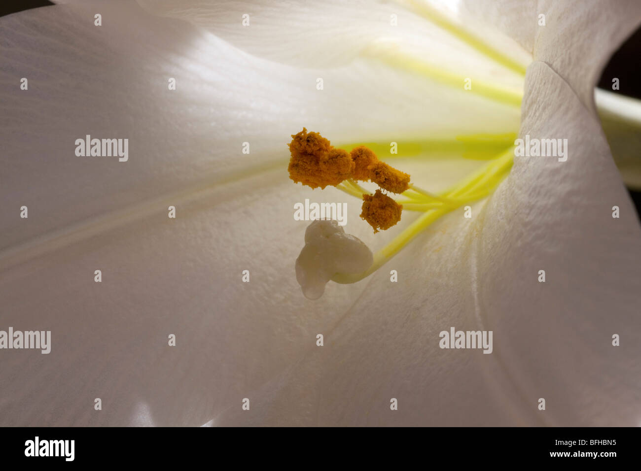View down the centre of a white lily with stamen heads in focus Stock Photo