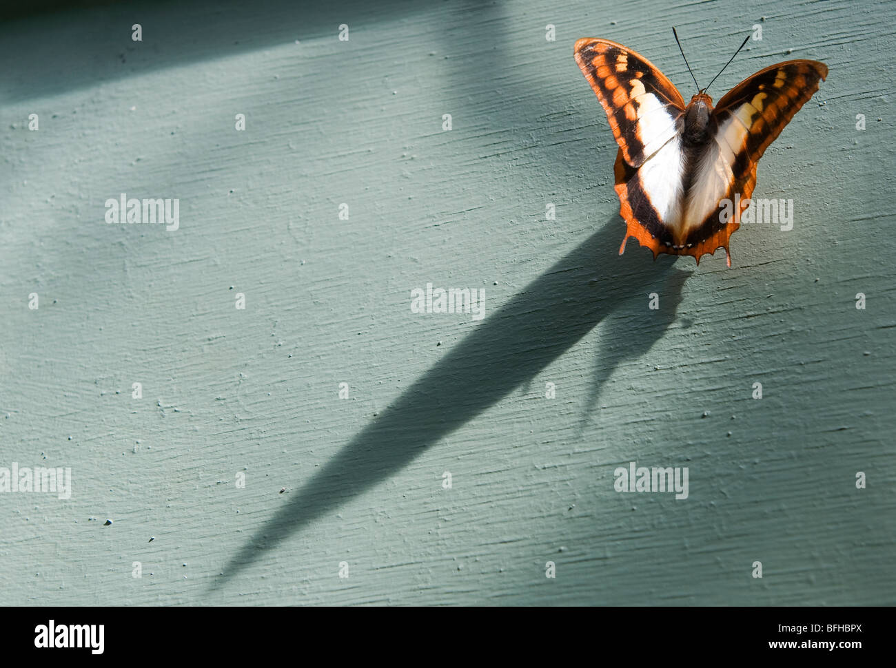 Tiger striped butterfly casting a shadow Stock Photo Alamy