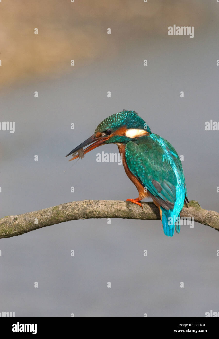 Alcedo atthis - Kingfisher with captured prey Stock Photo