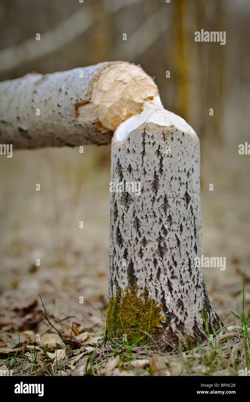 image of Beavers Causing Trouble in Winnipeg Parks