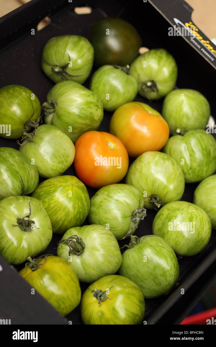 Green Zebra tomatoes ripening in a box Stock Photo Alamy