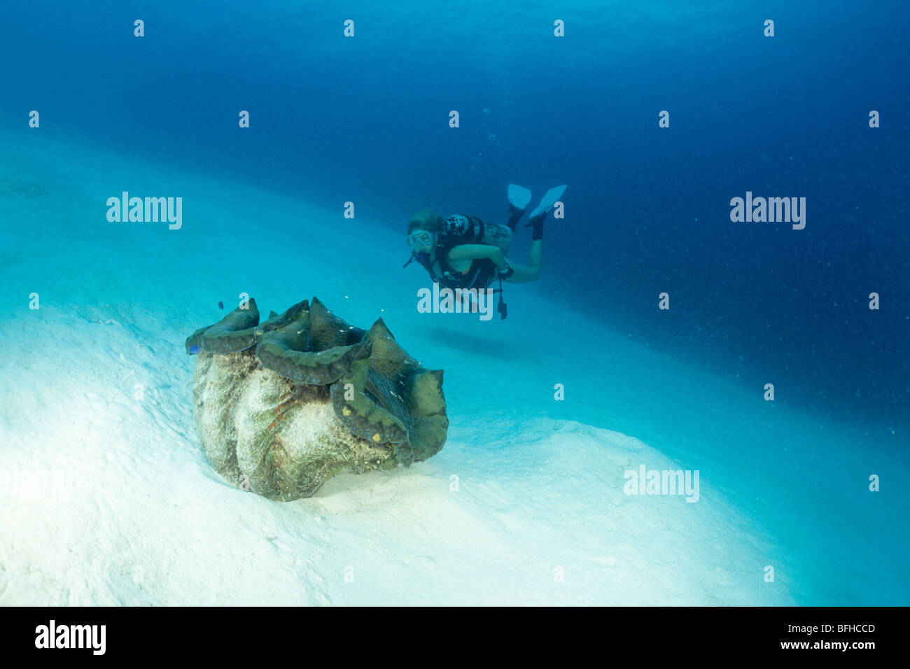Diver and Giant Clam (Tridacna gigas). Stock Photo