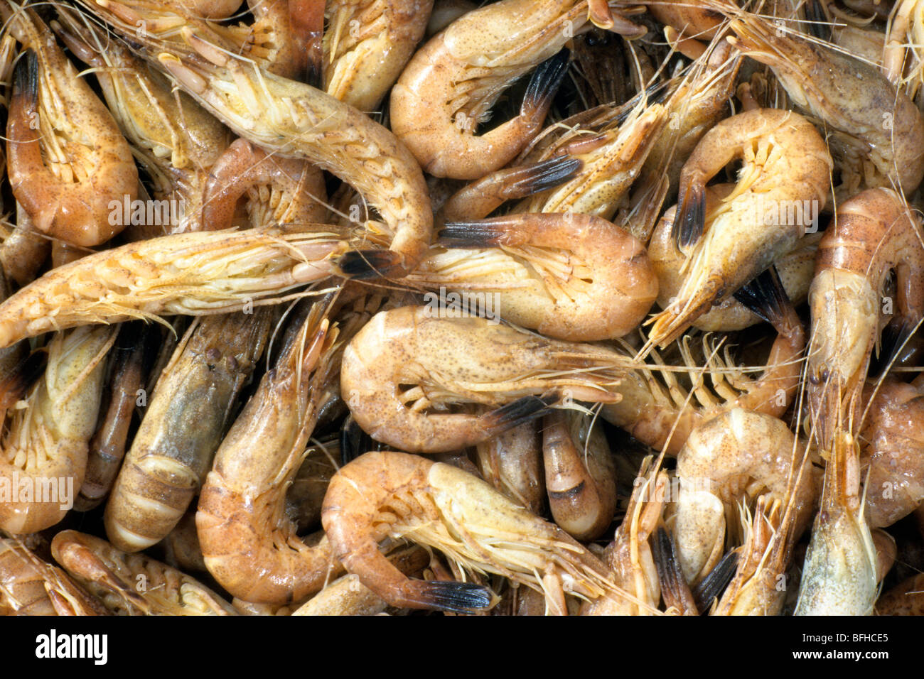 Common Shrimp (Crangon crangon), cooked specimen seen from above. Stock Photo