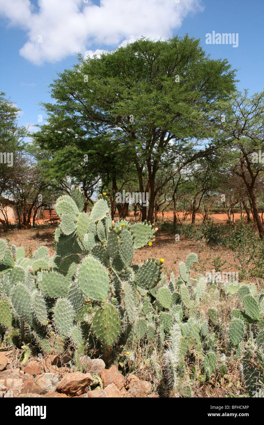 Paddle Cactus Opuntia Growing Near An Acacia Tree Taken Near Mbuli, Tanzania Stock Photo