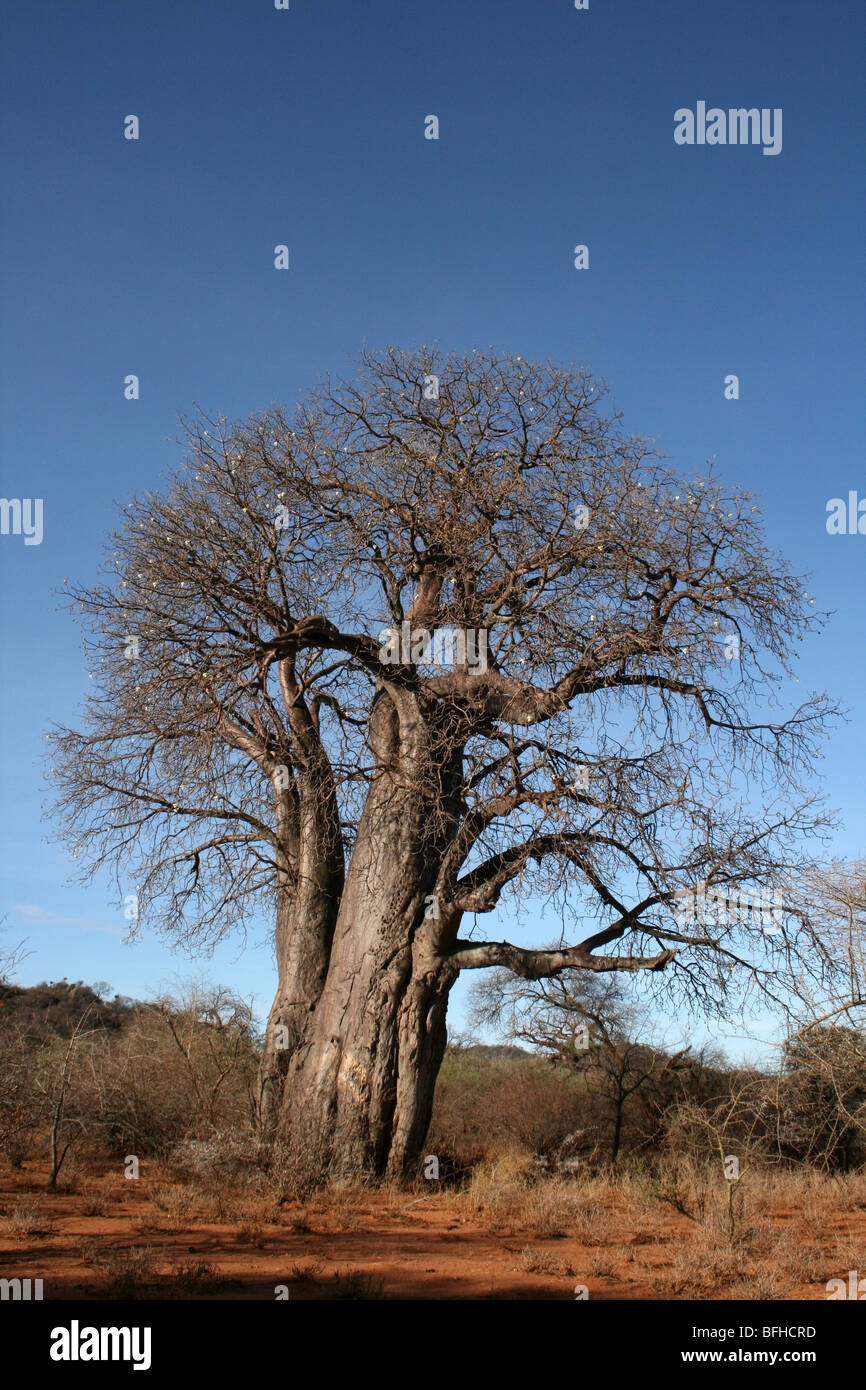 Baobab Tree Adansonia digitata With Blue Skies, Taken near Yaeda Chini, Tanzania Stock Photo
