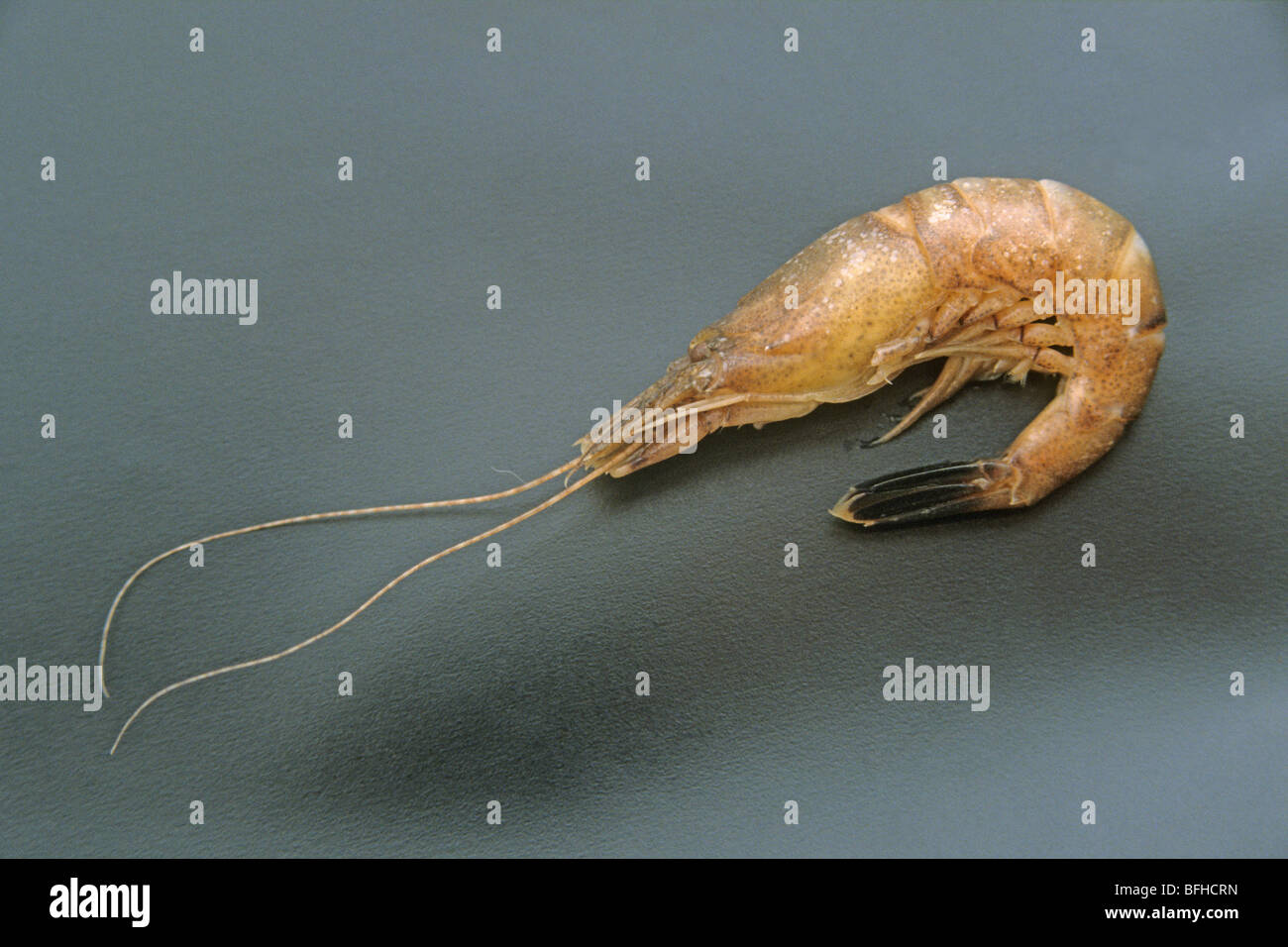 Common Shrimp (Crangon crangon), cooked specimen, studio picture. Stock Photo