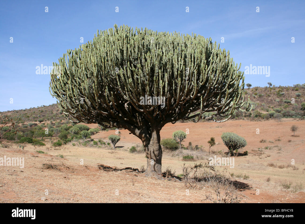 Candelabra Tree Euphorbia ingens Taken near Mbuli, Tanzania Stock Photo