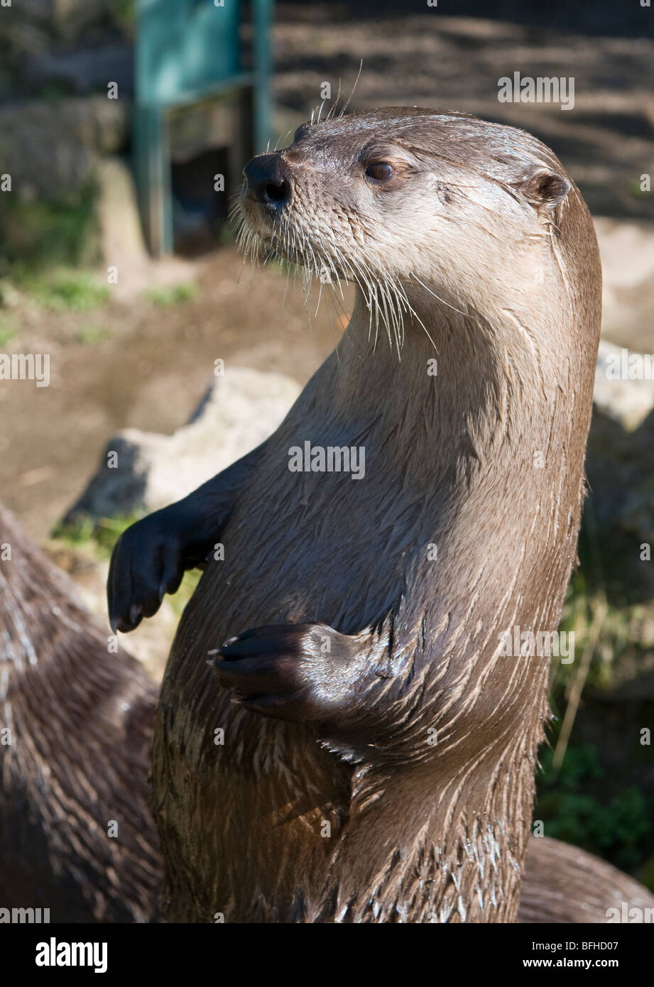 Captive otter hi-res stock photography and images - Alamy Captive otter hi-res stock photography and images - Alamy