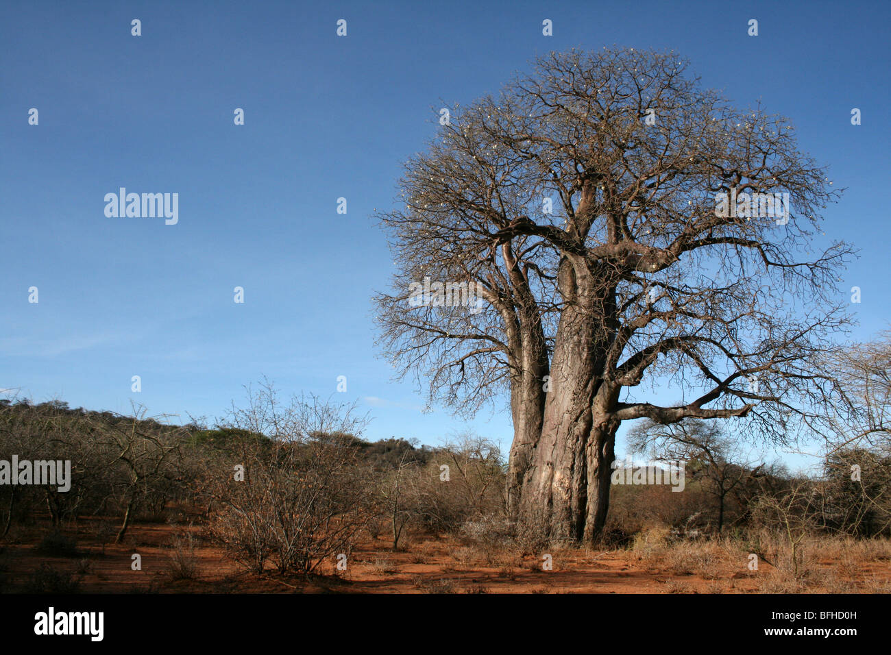 Baobab Tree Adansonia digitata With Blue Skies, Taken near Yaeda Chini, Tanzania Stock Photo