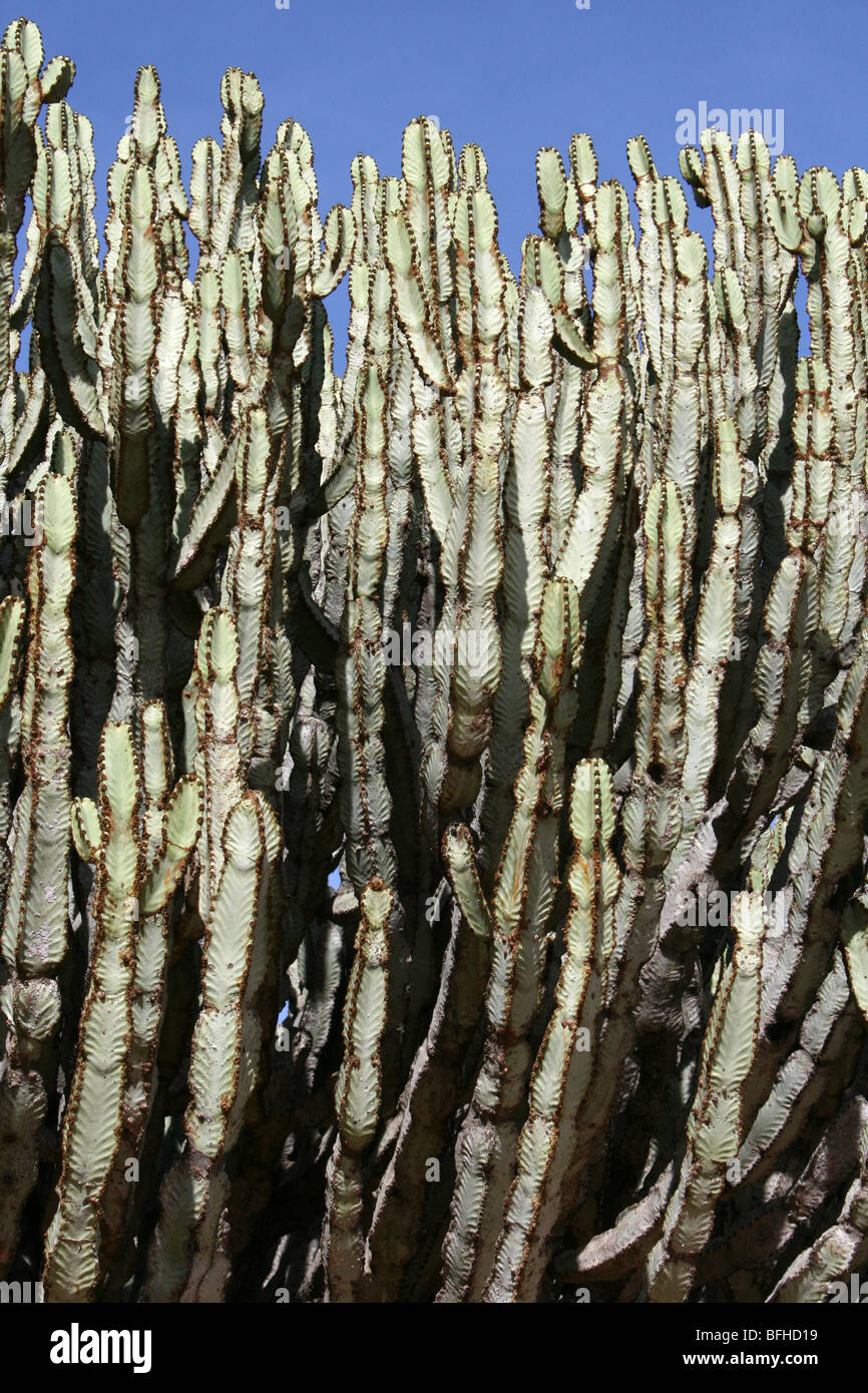Detail Of Candelabra Tree Euphorbia ingens Branches Taken near Mbuli, Tanzania Stock Photo
