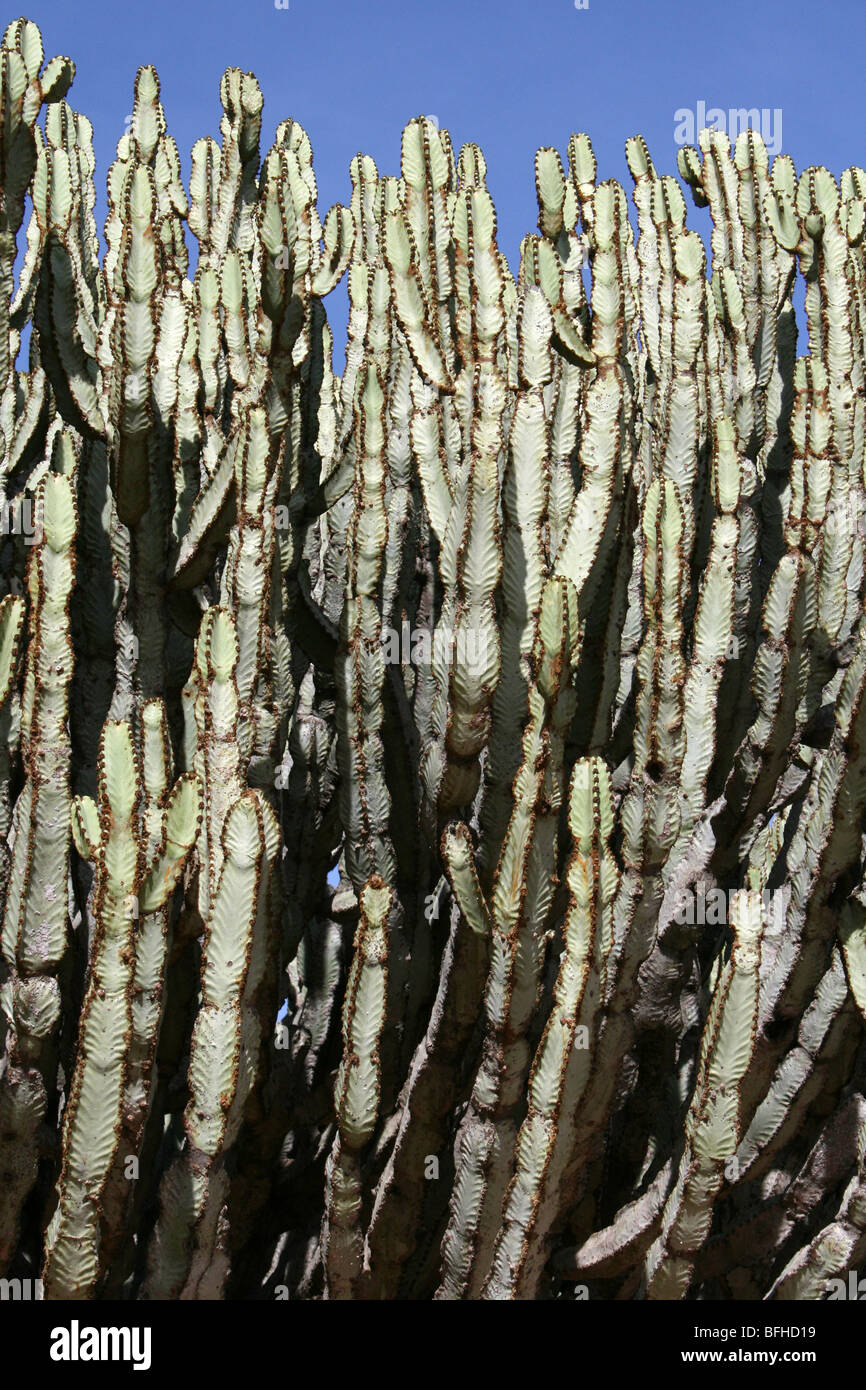 Candelabra tree hires stock photography and images Alamy