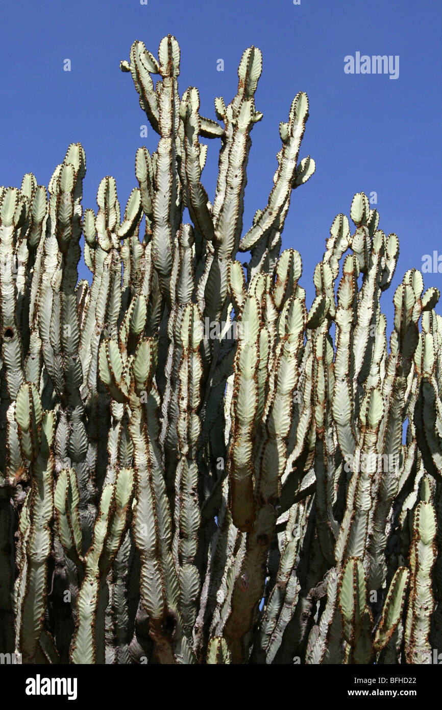 Detail Of Candelabra Tree Euphorbia ingens Branches Taken near Mbuli, Tanzania Stock Photo