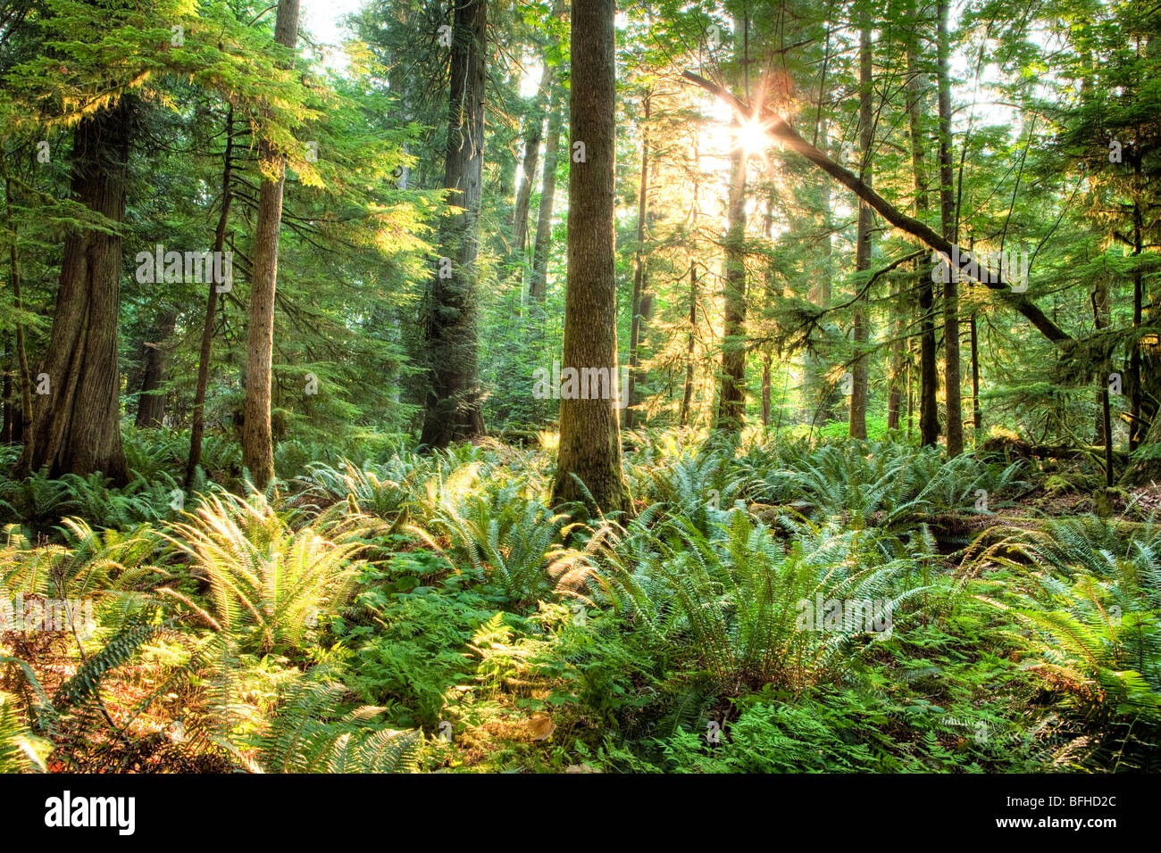 Cathedral Grove, Vancouver Island, British Columbia, Canada Stock Photo