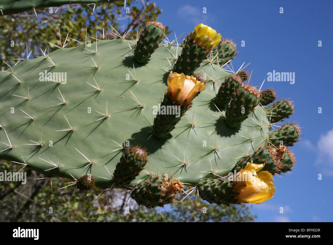 Flowering Paddle Cactus Opuntia Growing Near Mbuli, Tanzania Stock Photo