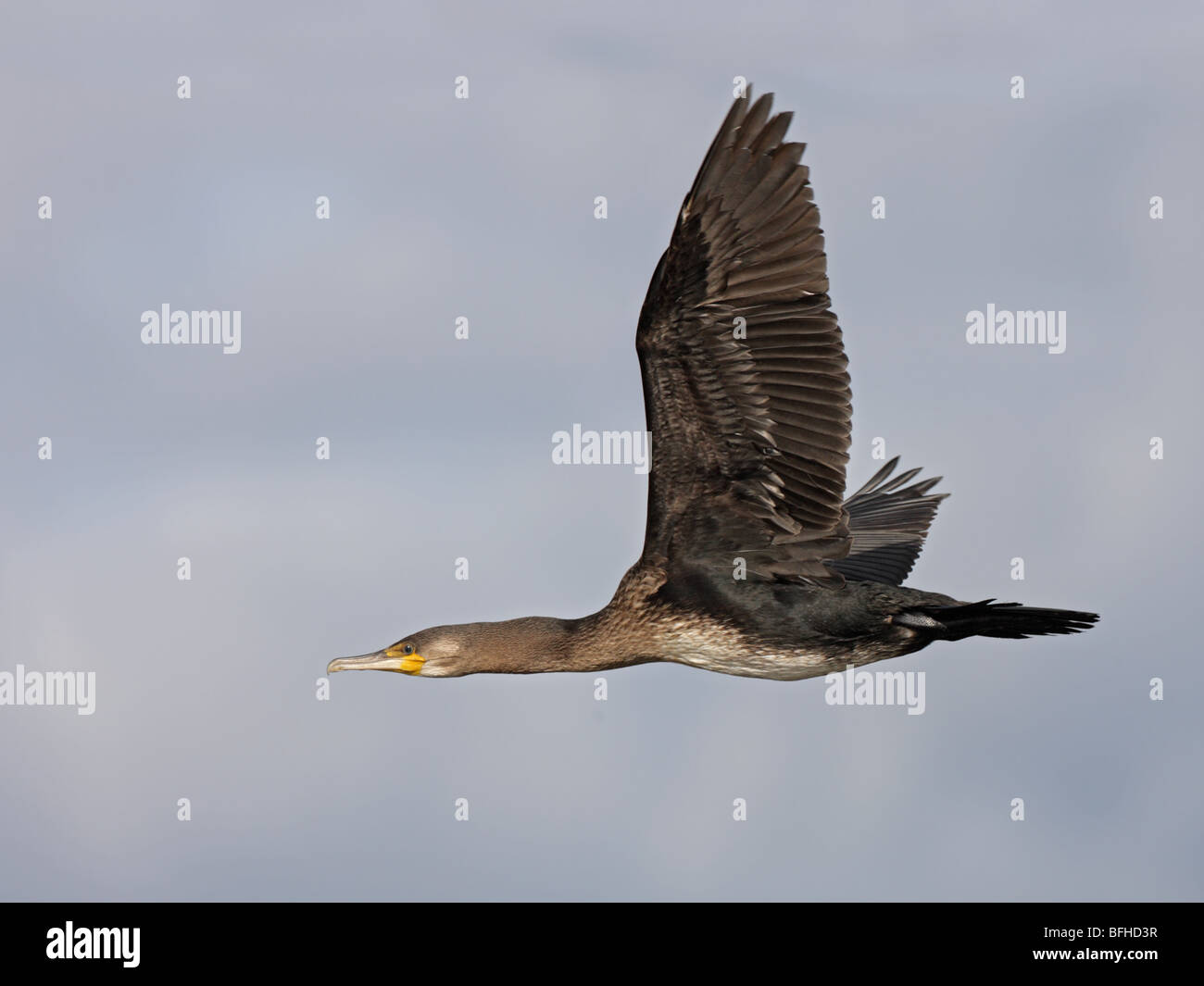 Cormorant, Phalacrocorax carbo, close-up in flight Stock Photo