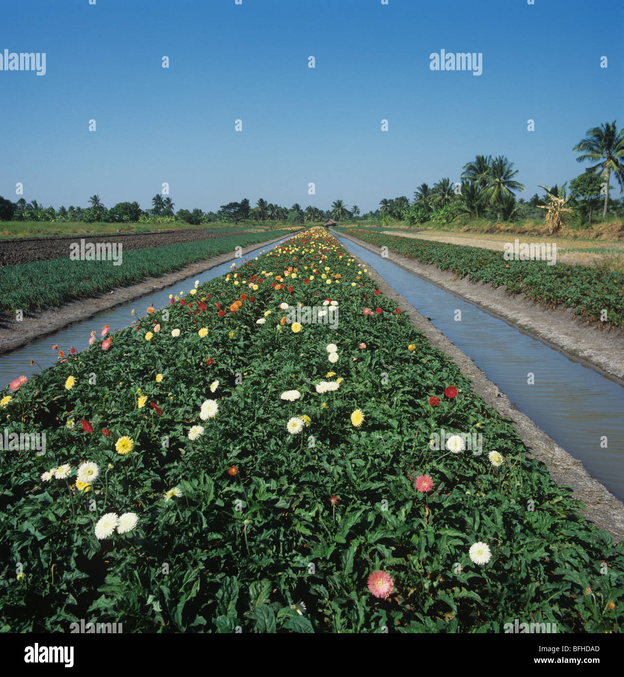 Flowering Gerbera crop on raised beds between irrigation canals, Bangkok, Thailand Stock Photo