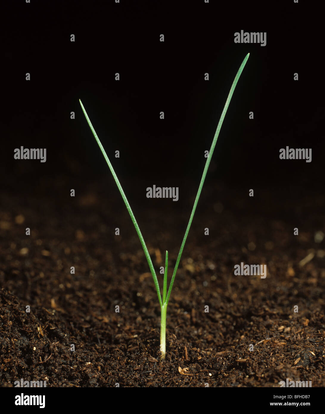 Sheep's fescue (Festuca ovina) seedling with 2 to 3 leaves Stock Photo