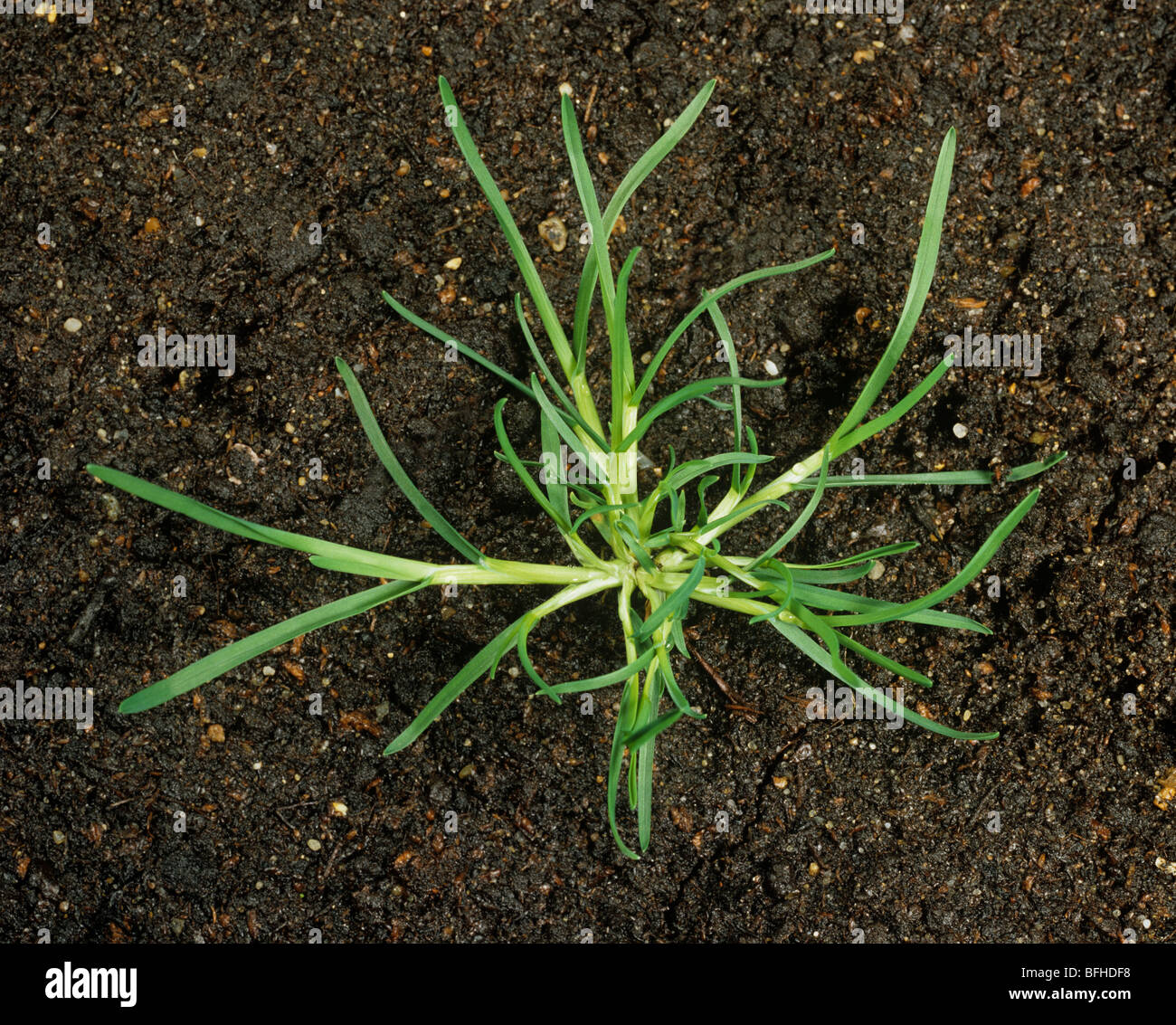 Rough-stalked meadow grass (Poa trivialis) young tillering prostrate plant Stock Photo