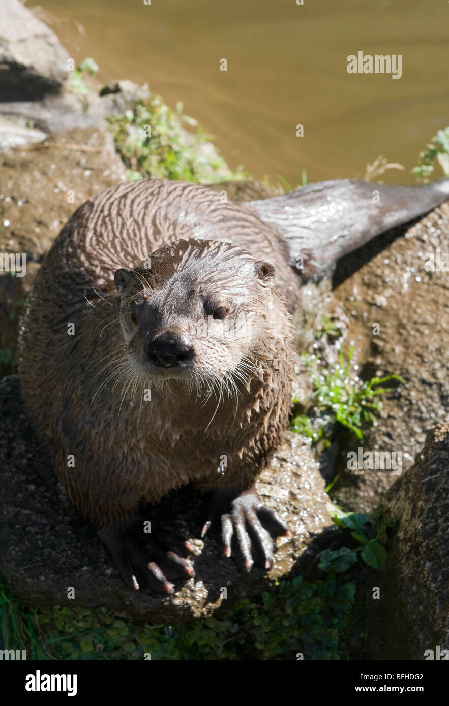 Canadian Otter by the rivers bank Stock Photo