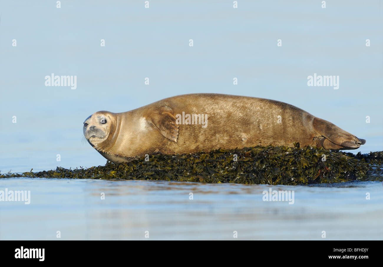 Harbor Seal (Phoca vitulina) off Oak Bay waterfront - Victoria BC, Canada Stock Photo