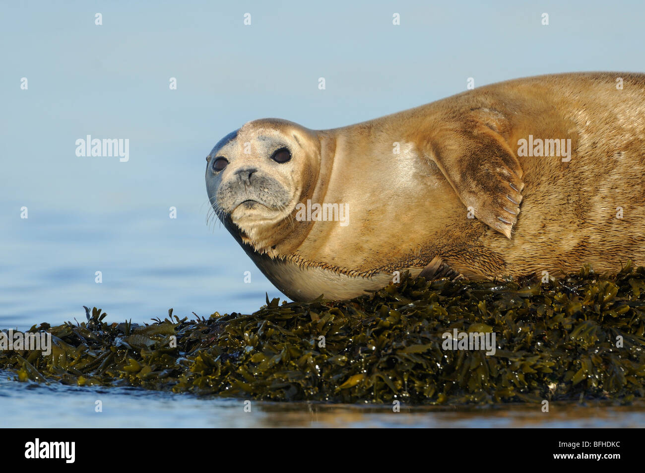Harbor Seal (Phoca vitulina) off Oak Bay waterfront - Victoria BC, Canada Stock Photo